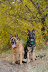 Two German shepherds of dark and light color