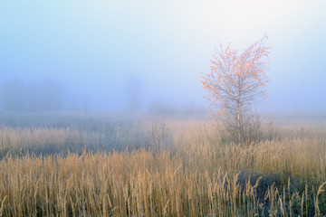Obraz na płótnie Canvas Misty morning in autumn in the field.