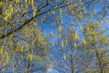 Sunny spring day. The first leaves in the trees.  Flowering  trees.