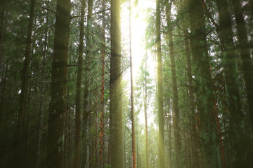 Fototapeta premium The sun breaks through the thicket.