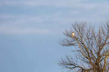 Hawk Looking at Copy Space