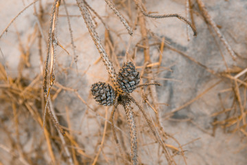 Beach and dunes near Sondervig