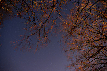 beautiful night sky, the Milky Way and the trees