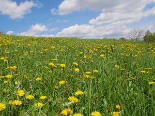 Fresh bright yellow dandelion flowers. A beautiful spring day. A green meadow full of yellow dandelions