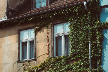 Alte Hauswand mit Efeu