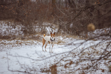 The Basenji dog walks in the park. Winter cold day. Snow falls