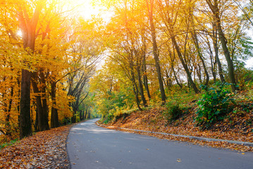 Obraz premium Bright and scenic landscape of new road across auttumn trees with fallen orange and yellow leaf