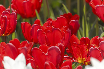 tulips in a spring park
