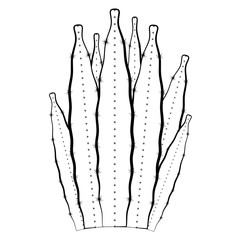 Sketch of a cactus