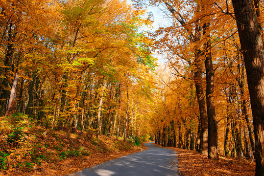 Bright and scenic landscape of new road across auttumn trees with fallen orange and yellow leaf
