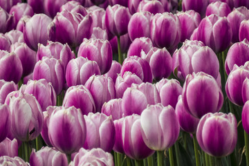 tulips in a spring park