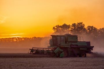 Combine machine is harvesting oats on farm field. combine harvester working on a wheat field....