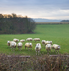 Obraz premium nosey sheep in a field