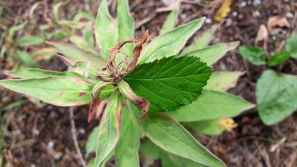 Dekoriertes Plfänzchen