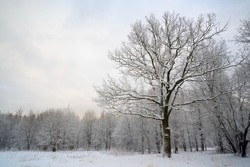 Fototapeta na wymiar Old oak tree on a frosty day.