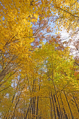 Fototapeta premium The Heart of Fall in the Forest