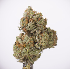 Dried cannabis bud (sour tangie strain) isolated over white