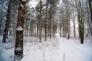 Snowy path in winter forest .