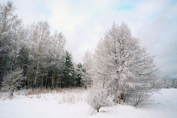 Pine and birch in the snow outfit .