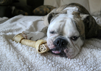 Bulldog Sleeping with Bone Chew Toy on Bed