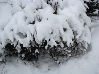The bushes in the Park under the snow in winter