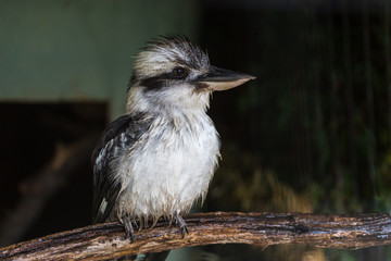 Laughing kookaburra (Dacelo novaeguineae)
