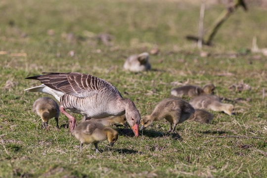 Goose with gooslings foraging on grassland