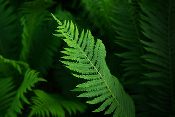 Fern2