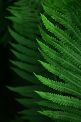 Fototapeta na wymiar fern