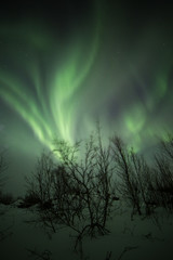 Naklejka premium Northern lights aurora show on a cold arctic night