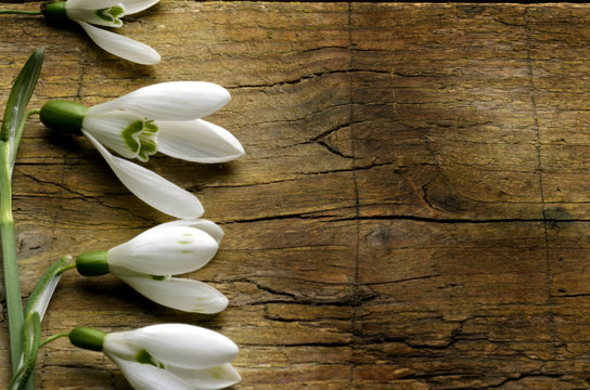 Galanthus nivalis Sn&ouml;droppe Puistolumikello Gewoon sneeuwklokje Bucaneve Kleines Snowdrop Perce-neige Schneegl&ouml;ckchen Galanto Śnieżyczka przebiśnieg Campanilla de invierno Kikeleti h&oacute;vir&aacute;g 