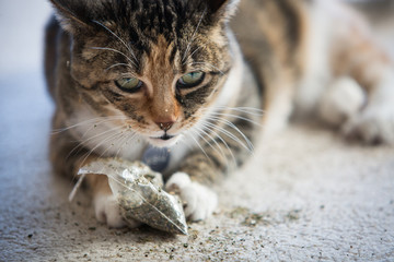 Calico cat playing with catnip