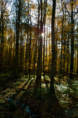 Fototapeta na wymiar Autumnal wood