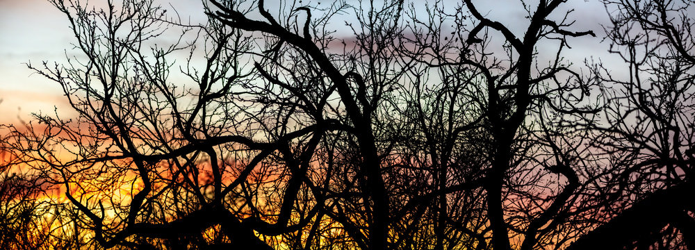 sunset silloette