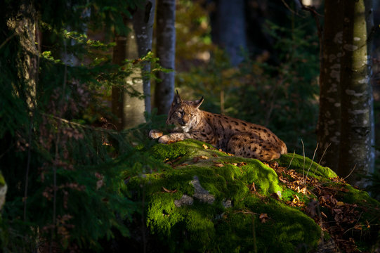 Linx in Bayerisher wald