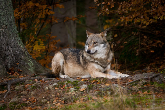 Wolf in Bayerisher wald