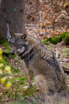 Wolf in Bayerisher wald