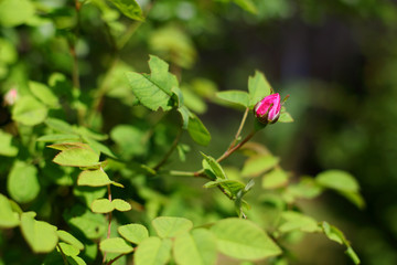 Bud pink hybrid tea roses in the garden