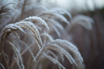 snow on grass