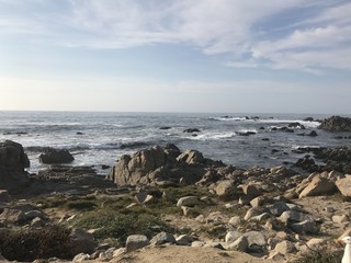 animals sealions creatures rocks