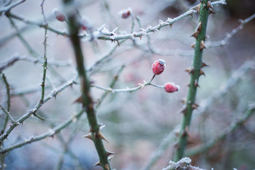 frost wild rose