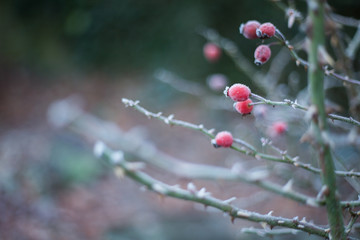 frost wild rose