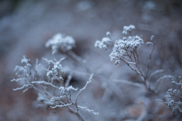 snow on plant
