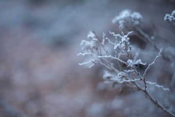snow on plant