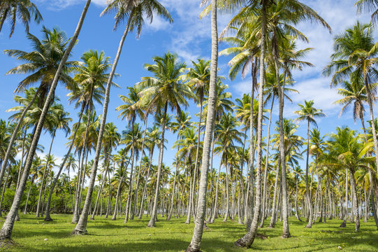 Scenic view of palm grove plantation on the tropical coast of Bahia, Brazil