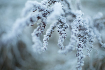 snow on plant