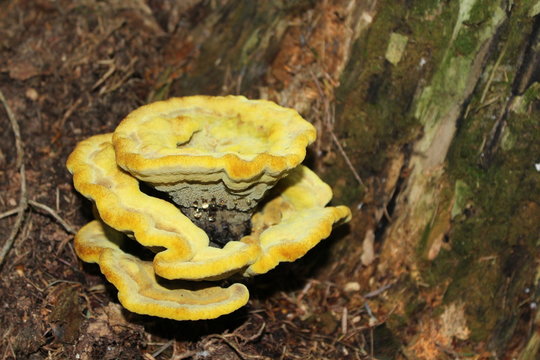 Gelbe Pilze auf Waldboden