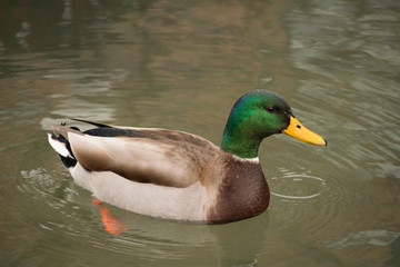 Duck