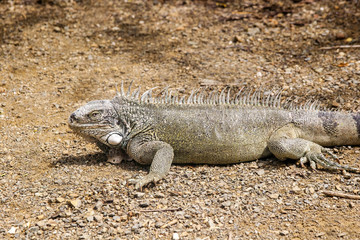 Giant Iguana