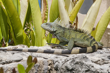 Green iguana